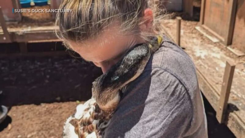 Susan Wilkinson, founder of Susie's Duck Sanctuary, said Hawaii's first detection of avian flu...
