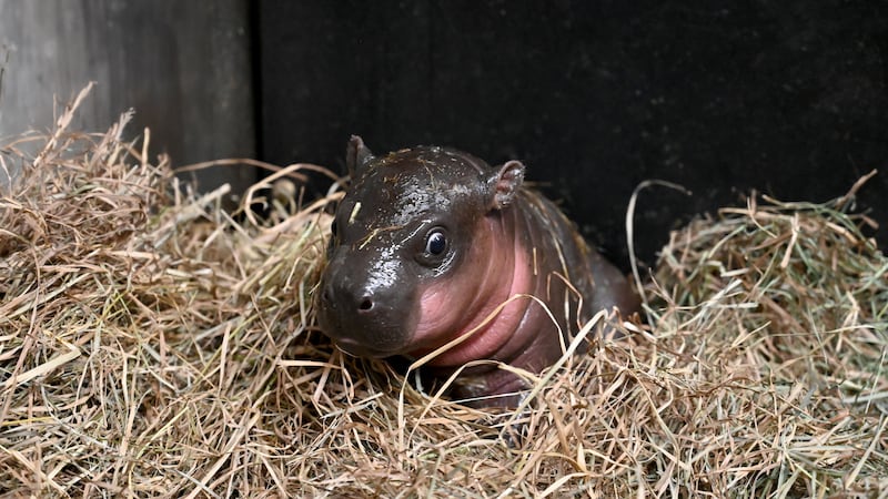 The baby pygmy hippo has not yet been named.