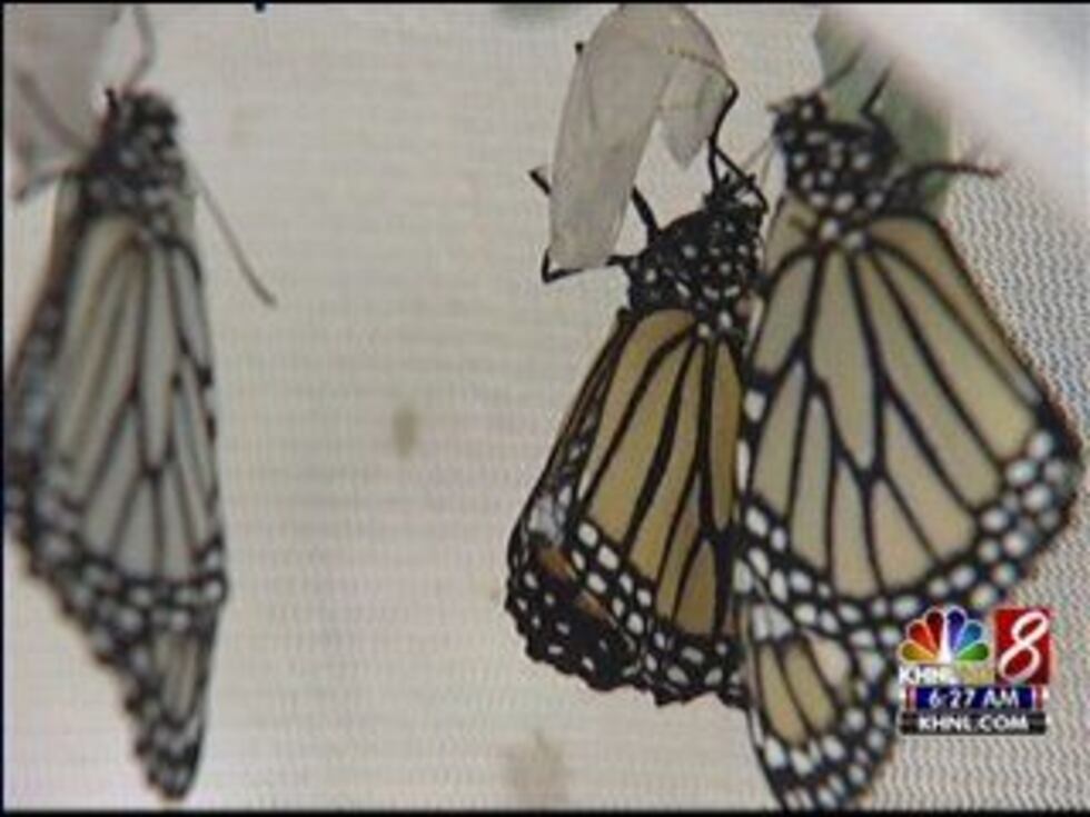 White monarch butterflies