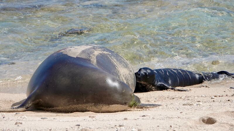 Hawaiian monk seal RN58 (Luana) and her newborn pup, PO7, on the North Shore of Oʻahu. Credit:...