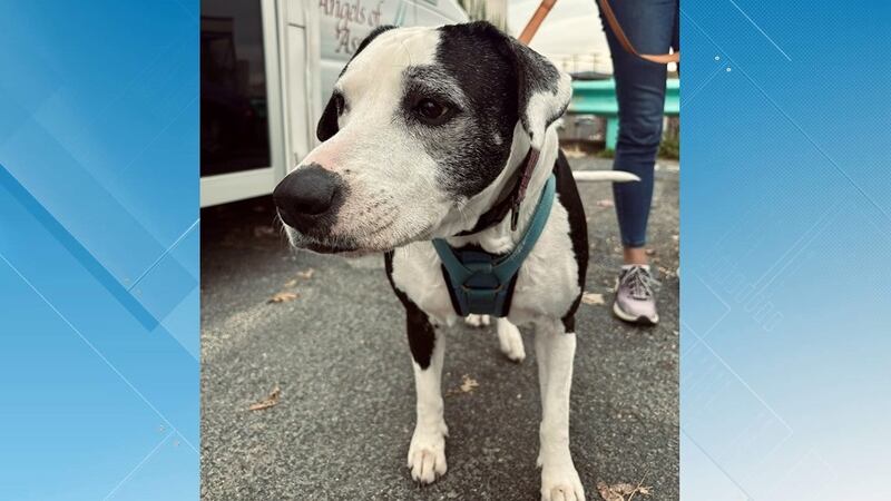 RoRo was adopted after spending 472 days in the shelter.