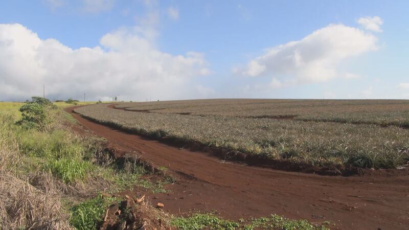 The city identified this area of agriculture land in Wahiawa, owned by Dole Food Company, as...