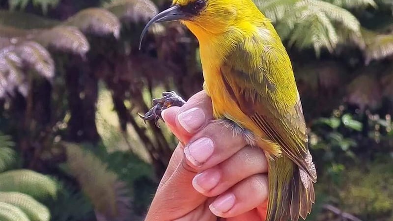 Native bird named ‘Christmas’ highlights recovery of Hawaiian honeycreepers