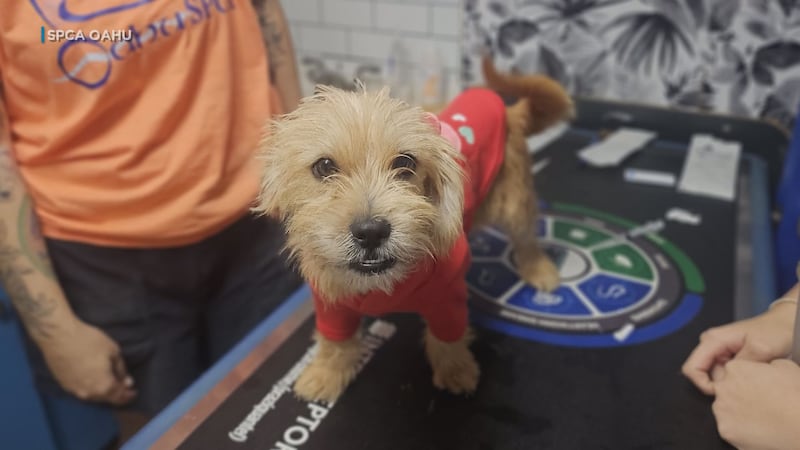 The Oahu Society for the Prevention of Cruelty to Animals will offer free DHPP and FVRCR...