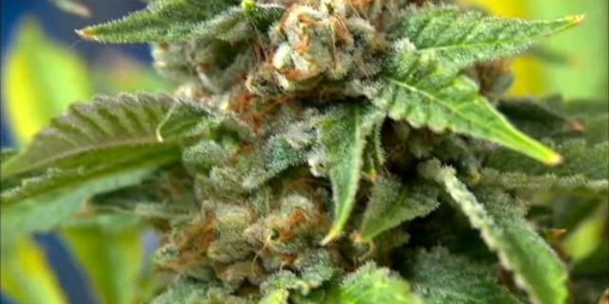 Free Training for Aussie Healthcare Pros: Mastering Medical Cannabis Use