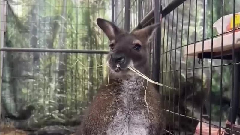 Two wallabies are back at their facility after escaping a petting zoo at a holiday event.