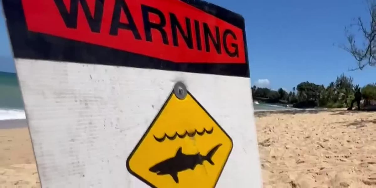 No Swimming Advised At Kauai Beach After Shark Sighting no-swimming-advised-at-kauai-beach-after-shark-sighting