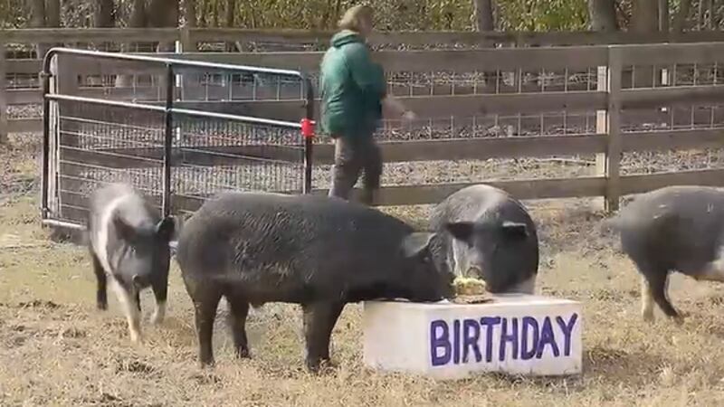 Four piglets in Virginia got to celebrate their first birthdays with their very own cakes.