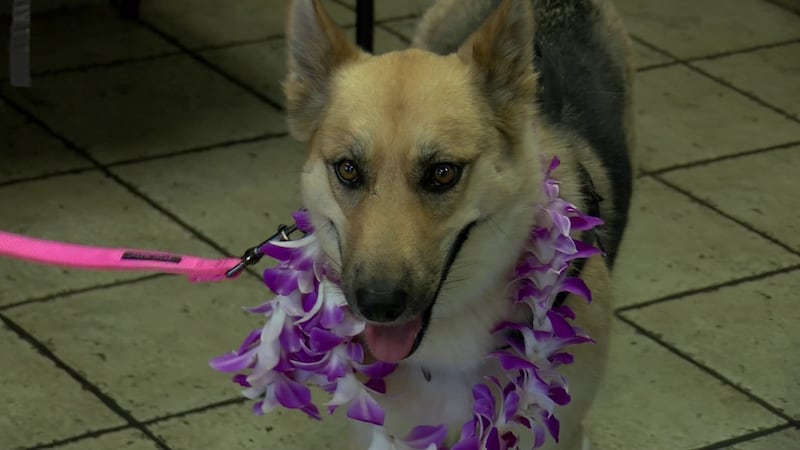A Wahiawa family rescued Nutmeg, who was almost euthanized.