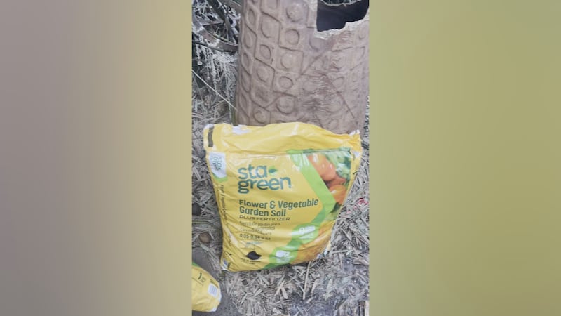 Waialua resident Wendy Manalo said she found 60 Coconut Rhinoceros Beetle larvae in a bag of...