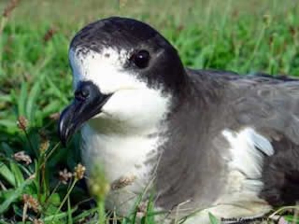 The Hawaiian petrel