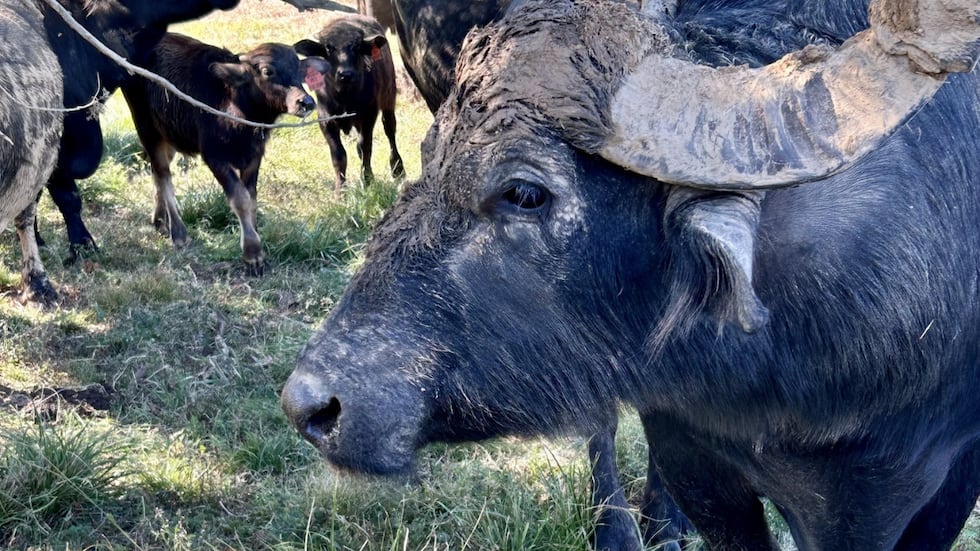 Water buffalo farm