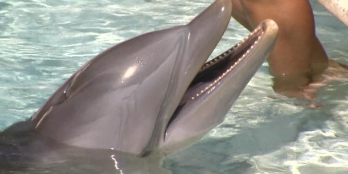 PETA calls on new Sea Life Park Hawaii owner to release its dolphins