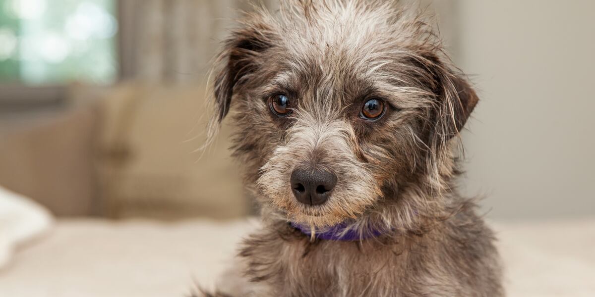 Does your pup have what it takes to be a ‘chief fluff officer’?
