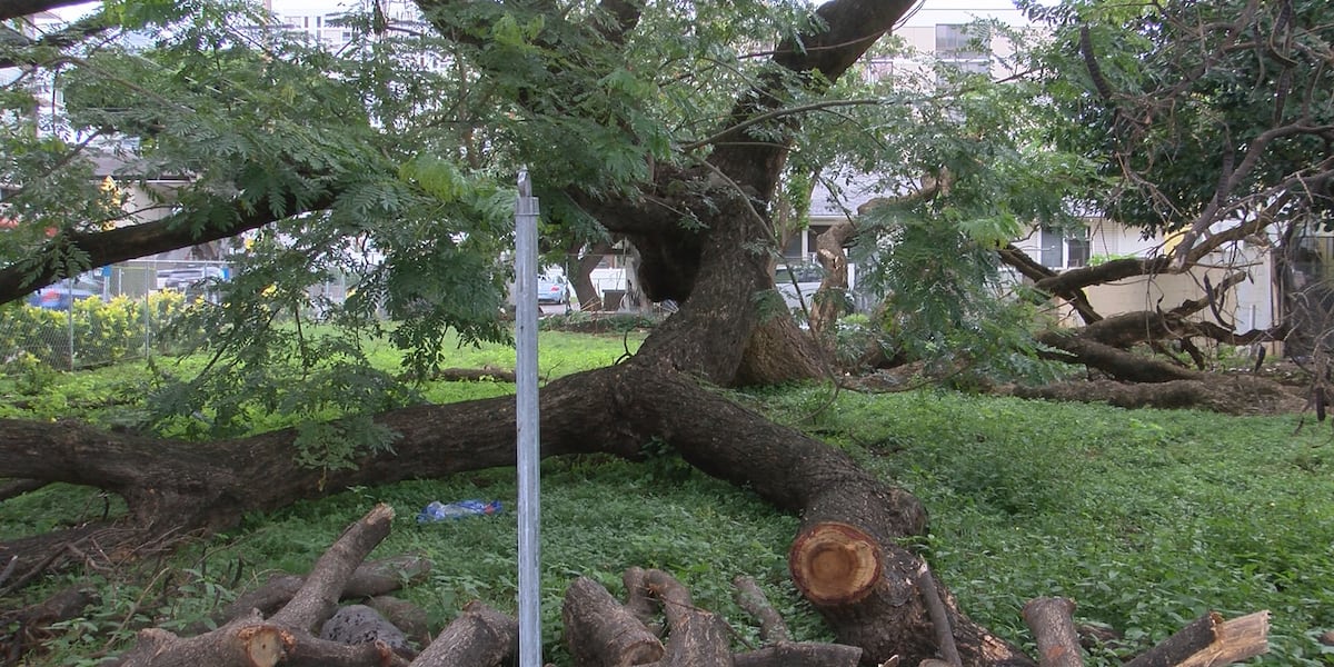 ‘Crazy’: Makiki residents blame fallen tree for spreading fire ants