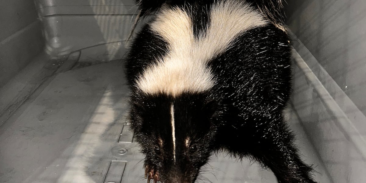 Honolulu police capture Skunk