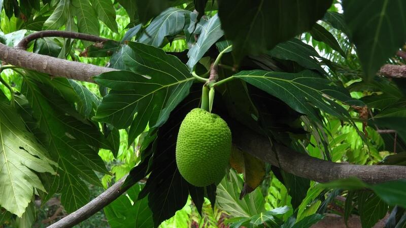 Citizen scientists wanted: Help study the ulu plant