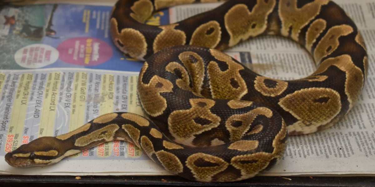 Ball python captured by a hunter in Windward Oahu