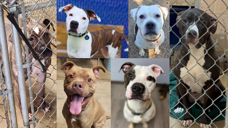 Home for the holidays: Northeast Ohio dogs who have spent years in shelters