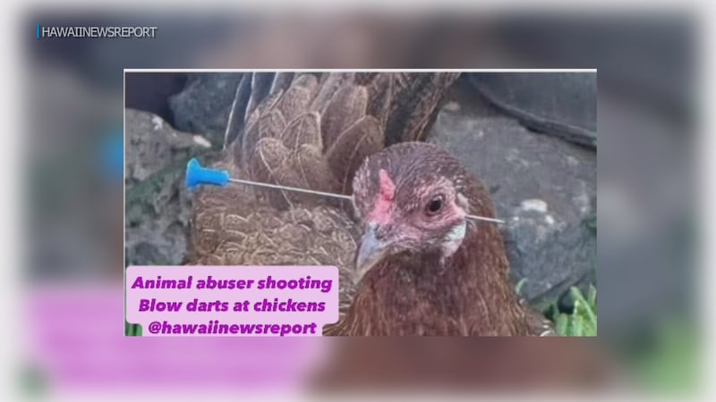 chickens shot with blow darts in Makiki