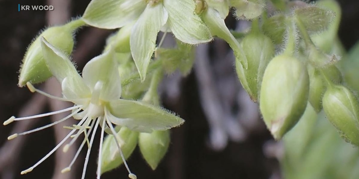 Scientists discover rare plant on Kauai using drone technology