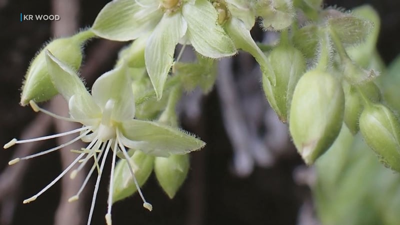 Scientists discovered Schiedea waiahuluensis while surveying the Waiahulu area of Waimea...
