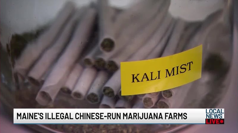 Billion dollar marijuana operation, illegally run by Chinese nationals in the U.S.