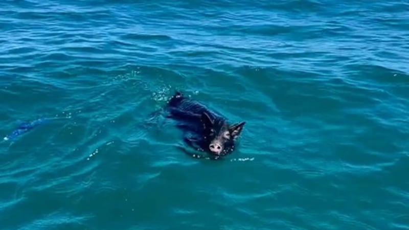 Little swimming pig saved by good Samaritans