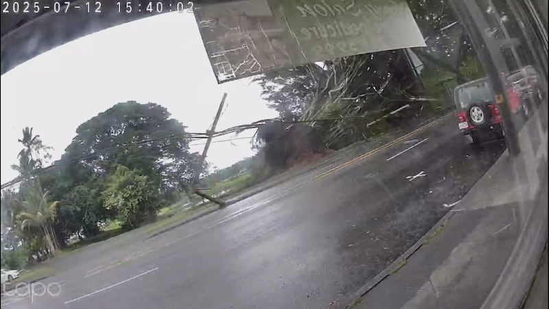 A large banyan tree blocked roads and toppled power lines in Downtown Hilo Saturday.