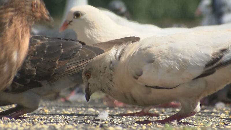 Wild birds on Oahu