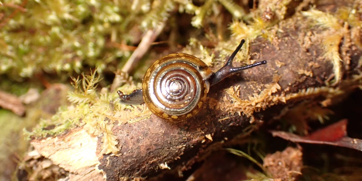 Researchers on Kauai rediscover two native land snails, unseen for nearly a century