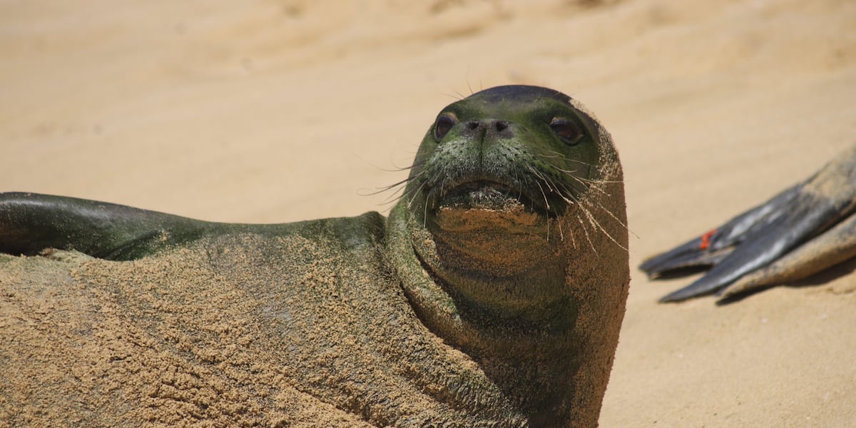NOAA identifies cause of death for Hawaiian monk seal found off Nanakuli