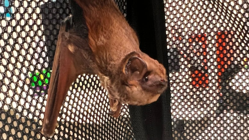 Residents are asked to help document sightings of the rarely seen ‘ōpe’ape’a, or Hawaiian...