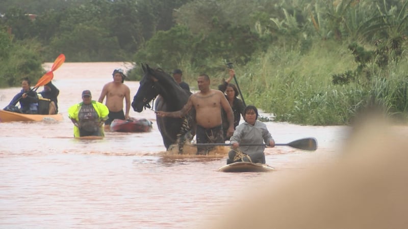 Two horses were rescued after being stuck in flood water for three days in Waialua.