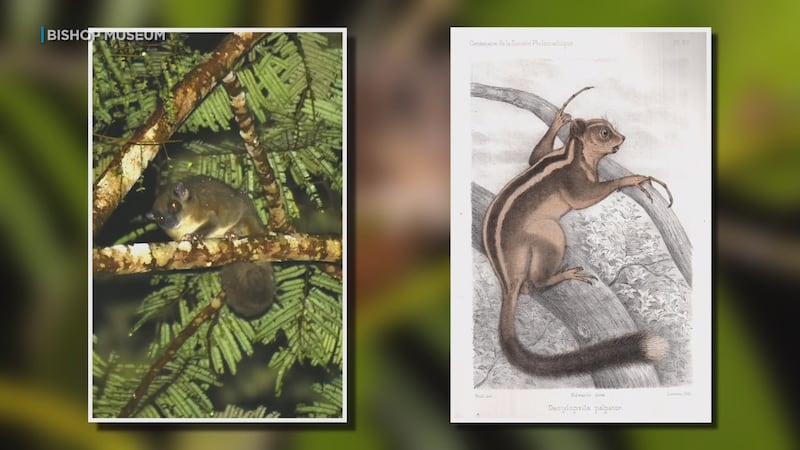 The pygmy long-fingered possum and the ring-tailed glider, which were thought to be extinct...