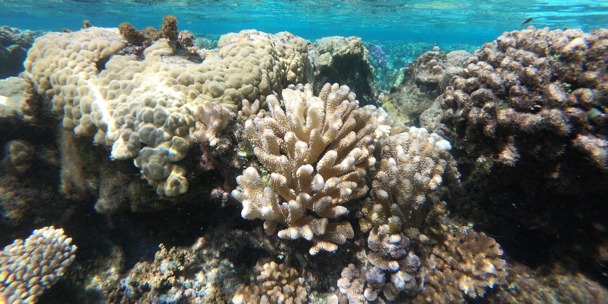 UH researches explain the impacts of groundwater input to coral reefs