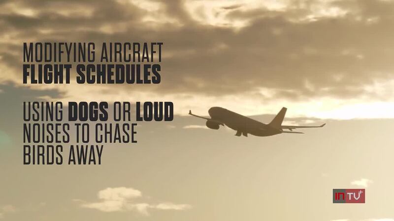 FAA: Bird strikes growing concern for commercial, private aircraft