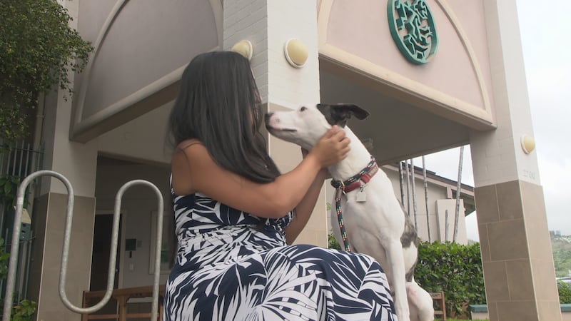Fireworks can be exciting, but for pets it can be frightening, and the Hawaiian Humane Society...
