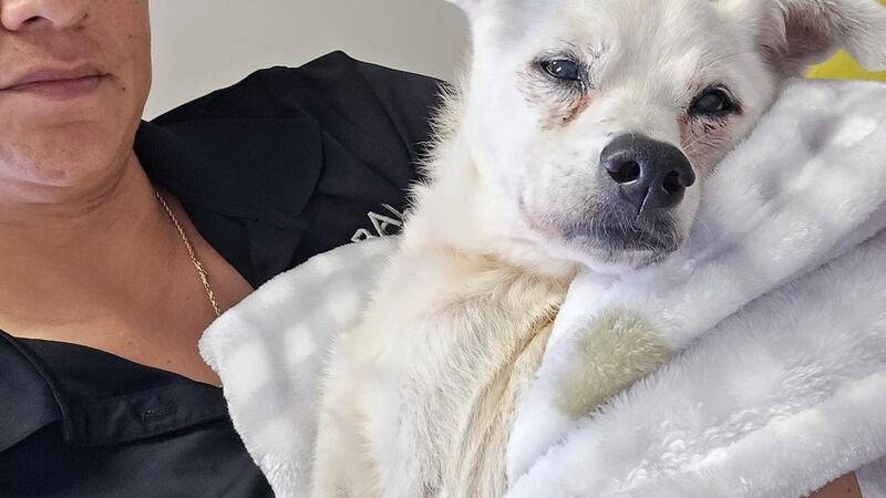 Max, a 12-year old terrier mix, died after years of abuse