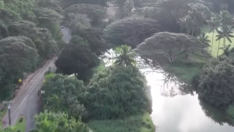 Celebrate Earth Day by volunteering at the lush and green Waimea Valley