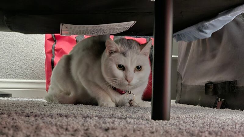 Luna, a shorthair cat, was reunited with its owner after missing for four years.