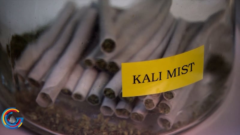 Black market illegal grow operations set to make billions for Chinese nationals