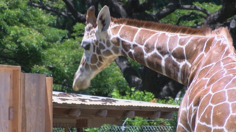 The Honolulu Zoo recently welcomed two new reticulated giraffes from New Mexico.