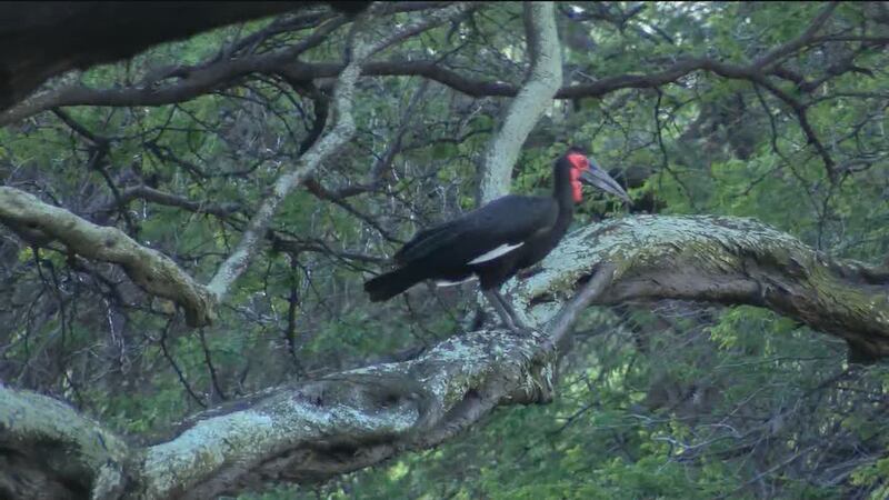 Two African ground hornbills escaped from an storm damaged enclosure at the Honolulu Zoo in...