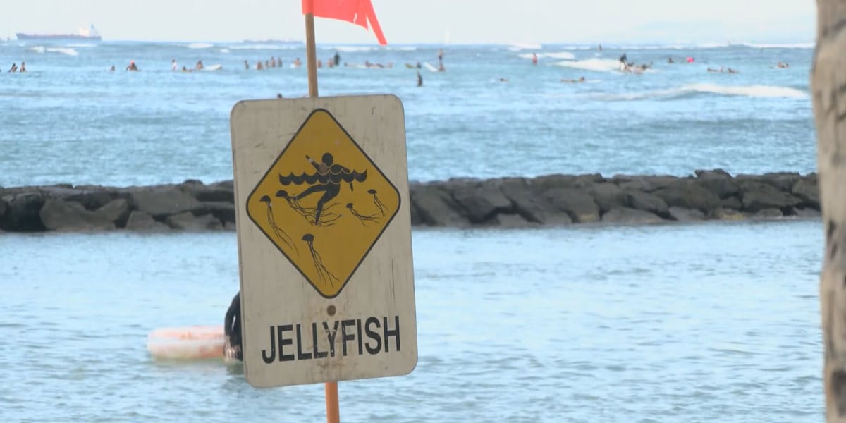 Box Jellyfish advisory issued for Waikiki, Maili Beach
