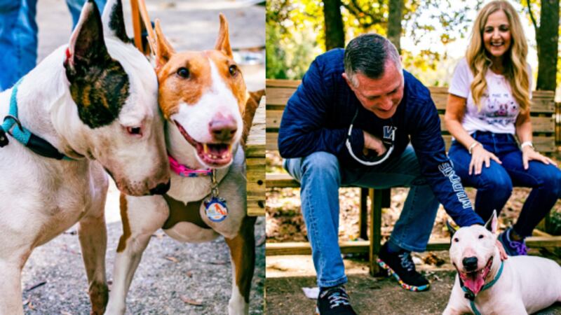 Trooper, a dog who was found tied to a fence during Hurricane Milton, has been adopted into a...