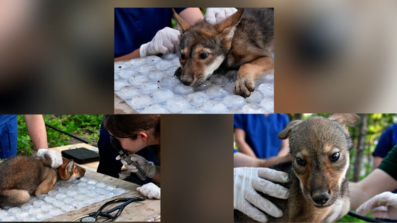 Red wolf pups get a health checkup at the Saint Louis Zoo Sears Lehmann Jr. Wildlife Reserve.