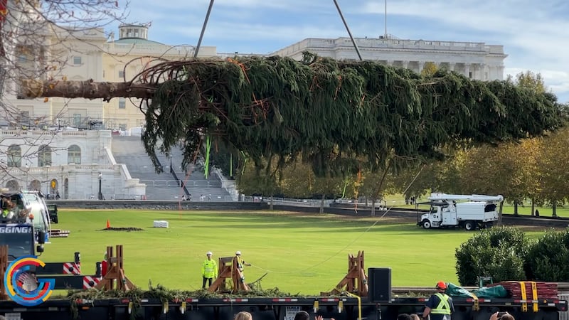Capitol Hill Christmas Tree arrives