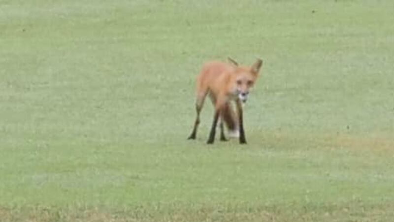 The Jefferson County Sheriff’s Office posted on Facebook about a “wanted” fox, seen stealing a...
