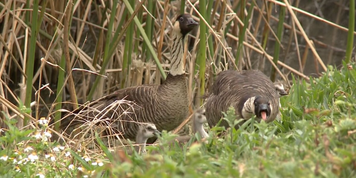Tsunami update kauai Tsunami update kauai